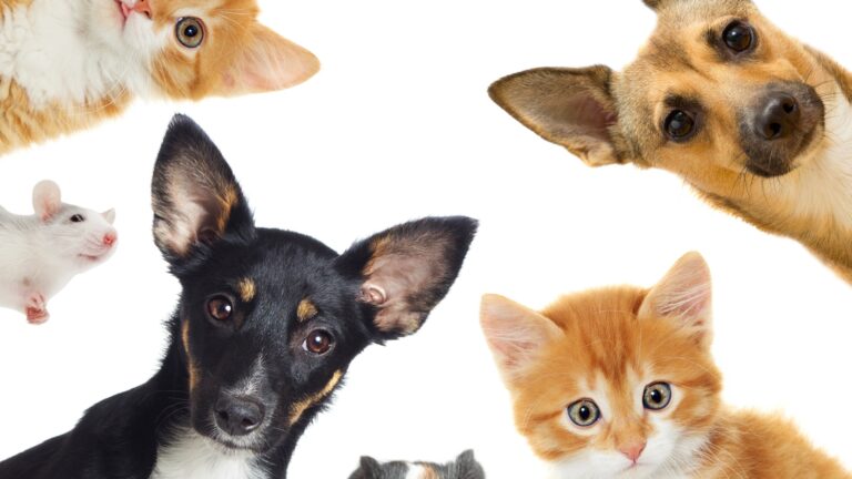 manquements à la législation en matière d’informations aux consommateurs en raison du défaut de conformité de ses conditions générales de vente figurant sur son site e-commerce zooplus.fr